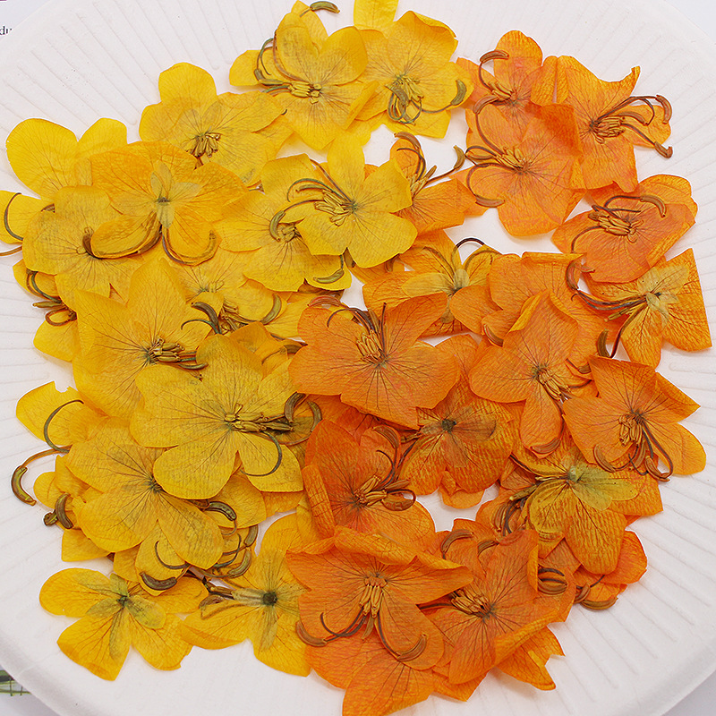 60pcs Dried Pressed Yellow/Ora - Phone Cases Orange 评论和价格