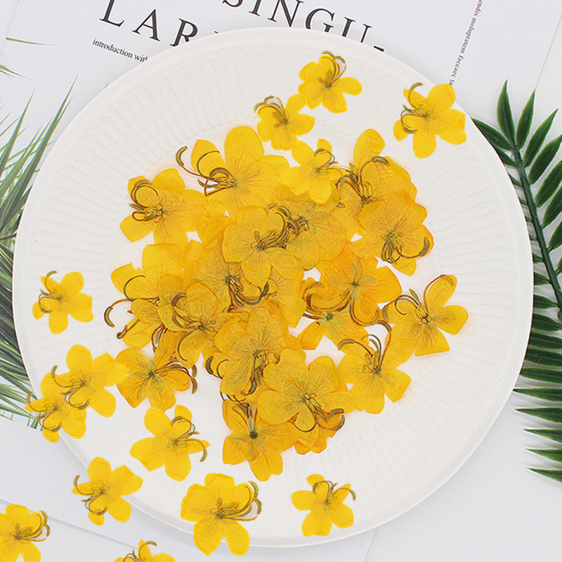 60pcs Dried Pressed Yellow/Ora - Phone Cases Orange 评论和价格