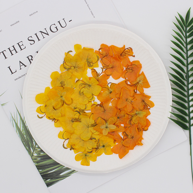 60pcs Dried Pressed Yellow/Ora - Phone Cases Orange 评论和价格